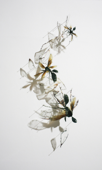 Alan Bur Johnson - Progeny Fig. 10, 2012, photographic transparencies, insect pins, 31.5 by 18 by 3 inches framed