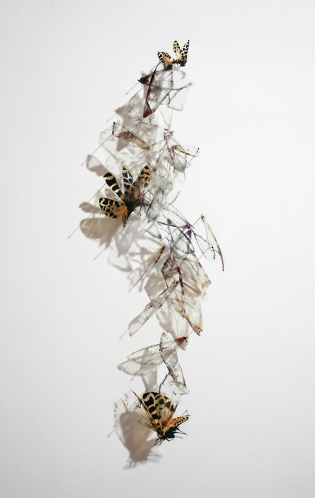 Alan Bur Johnson - Progeny Fig. 11, 2012, photographic transparencies, insect pins, 36.5 by 16.5 by 3 inches framed