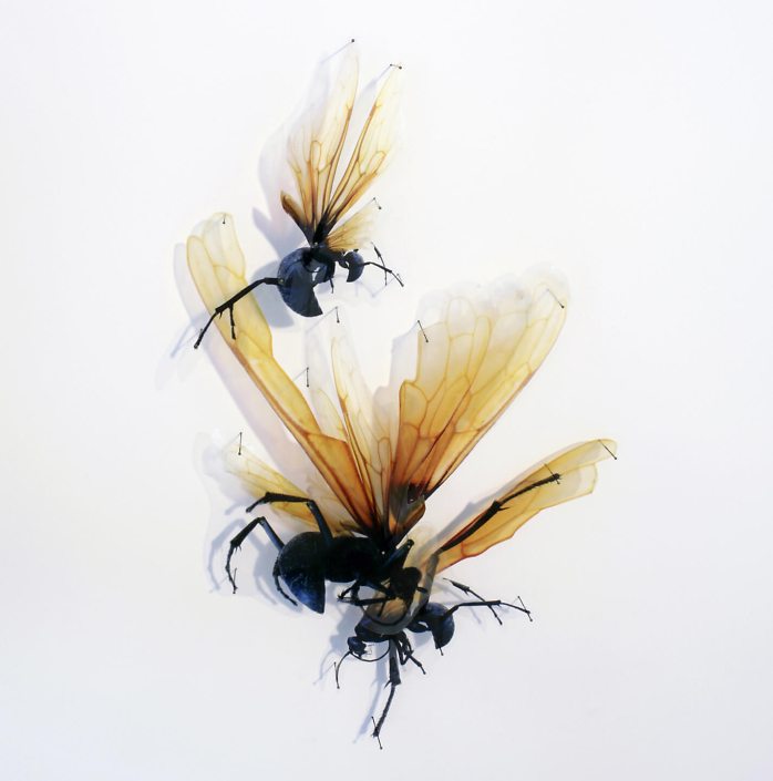 Alan Bur Johnson - Progeny Fig. 1, 2011, photographic transparencies, insect pins, 28.5 by 19 by 3 inches framed