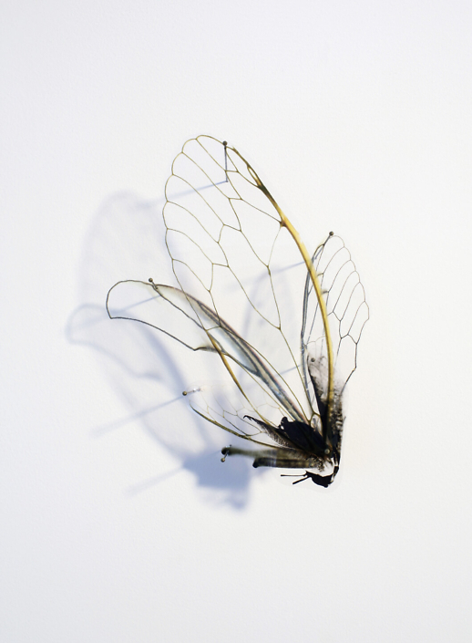 Alan Bur Johnson - Progeny Fig. 6, 2011 photographic transparencies, insect pins, 25.75 by 12.25 by 3 inches framed