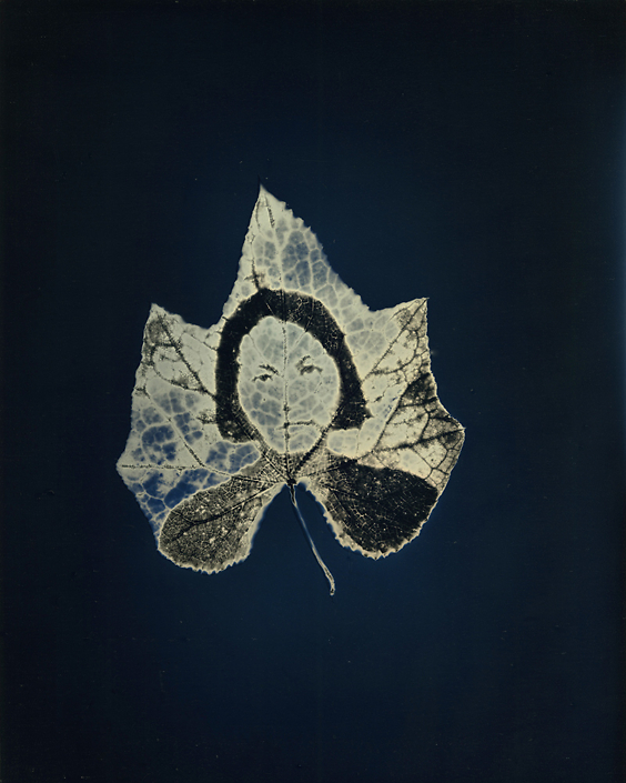 Binh Danh - Untitled #12, from the series, "Aura of Botanical Specimen”, 2018, photogram on daguerreotype, 10 by 8 inches / 14.75 by 12.5 inches framed, unique