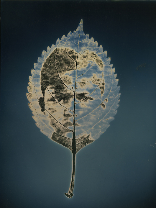 Binh Danh - Untitled #1, from the series, "Aura of Botanical Specimen" (SOLD), 2017, photogram on daguerreotype, 7 by 5 inches / 11.25 by 9.25 inches framed, unique