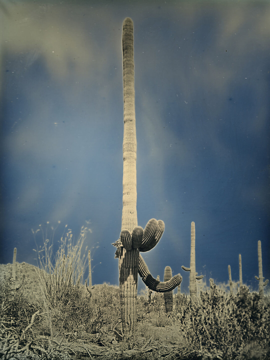 Binh Danh - Untitled Cactus #2 (SOLD), Saguaro National Park, Arizona, April 6, 2014, 2014, daguerreotype (in camera exposure), 8.5 by 6.5 inches plate, unique