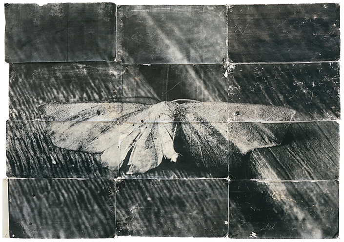 Mike & Doug Starn - Attracted to Light 13, 1996-2003, toned silver print on Thai mulberry paper, edition of 5, 42 by 60 inches / 48 by 66 inches framed