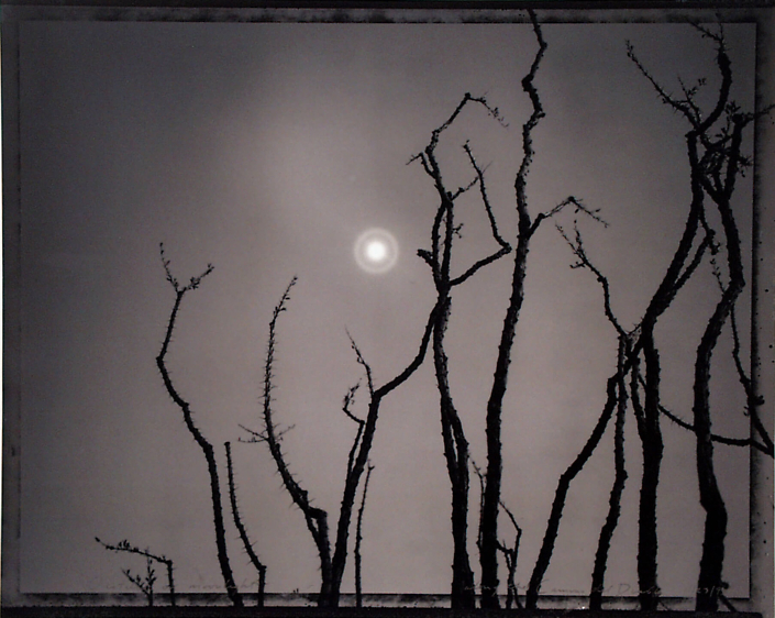 Mark Klett - Ocotillo in Moonlight, along the Camino del Diablo,1993, gelatin silver print, 16 by 20 inches