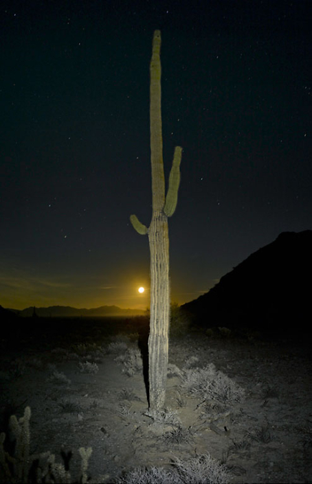 Mark Klett - Saguaro: Lit by Headlamp with Moon, 2016, inkjet print, Available in several sizes: 57 by 43 inches, 46.5 by 35 inches, 30.6 by 23 inches, and 6 by 4 inches