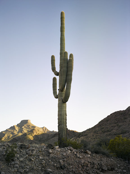 Mark Klett - Saguaro: Two Arms Left Near Hat Mountain Camp, 2016, inkjet print, Available in several sizes: 57 by 43 inches, 46.5 by 35 inches, 30.6 by 23 inches, and 6 by 4 inches
