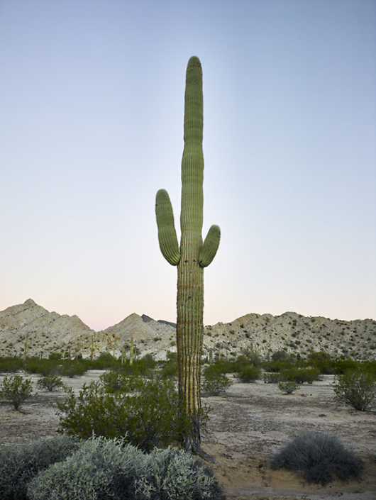 Mark Klett - Saguaro: Two Arms Rosy Horizon Predawn, 2016, inkjet print, Available in several sizes: 57 by 43 inches, 46.5 by 35 inches, 30.6 by 23 inches, and 6 by 4 inches