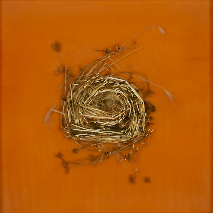 Mayme Kratz - Knot 361, 2022 resin, weeds and wildflower on panel 12" x 12"