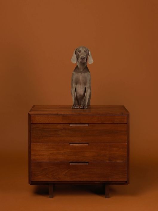 William Wegman - Addressed, 2015, pigment print, 30 by 23 inches or 44 by 34 inches