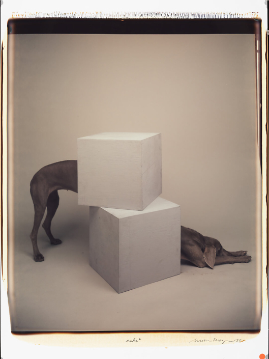 William Wegman - Cube Squared, 1992, color polaroid, 24 by 20 inches