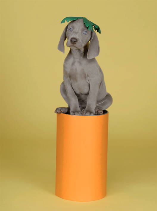 William Wegman - Abstract Carrot, 2007, pigment print, 14 by 11 inches