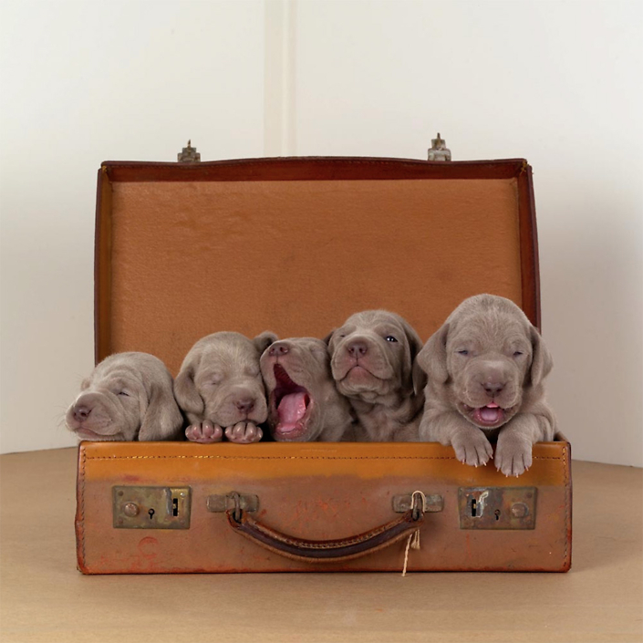 William Wegman - Hobos, 2004, pigment print, 14 by 11 inches