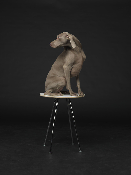 William Wegman - Lit from Within, 2015, pigment print, 30 by 24 inches or 44 by 34 inches