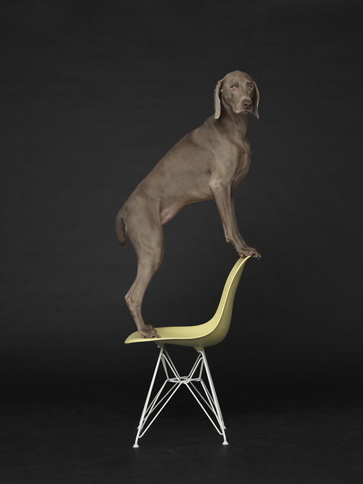 William Wegman - Low to High, 2015, pigment print, 30 by 24 inches or 44 by 34 inches