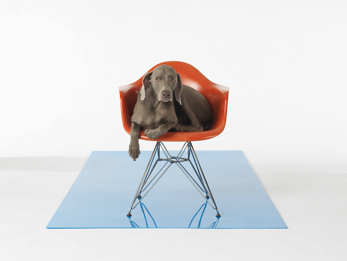 William Wegman - On Set, 2015, pigment print, 24 by 30 inches or 34 by 44 inches