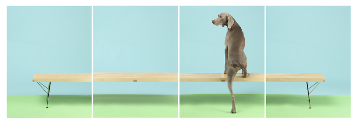 William Wegman - On Up, 2015, pigment print, four panels each measuring 30 by 24 inches or four panels each measuring 44 by 34 inches