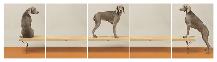 William Wegman - On Up and Over, 2015, pigment print, five panels each measuring 30 by 24 inches or five panels each measuring 44 by 34 inches