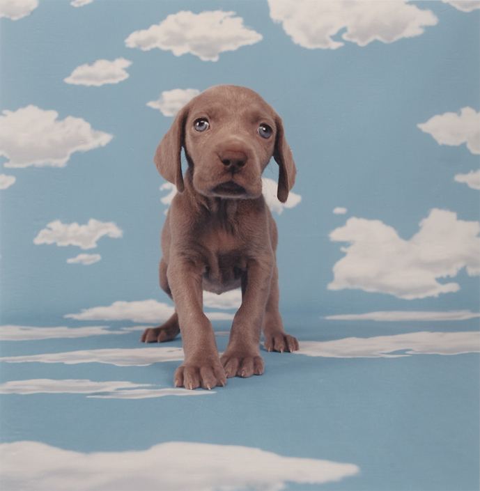 William Wegman - Partly Cloudy, 2001, chromogenic print, 14 by 11 inches