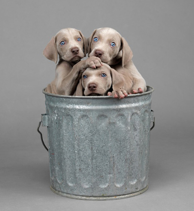 William Wegman - Too Many, 2013, pigment print, 14 by 11 inches