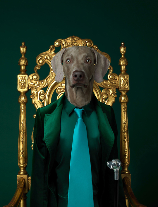 William Wegman - Blue Tie, 2017, pigment print, 34 by 23 inches or 44 by 34 inches