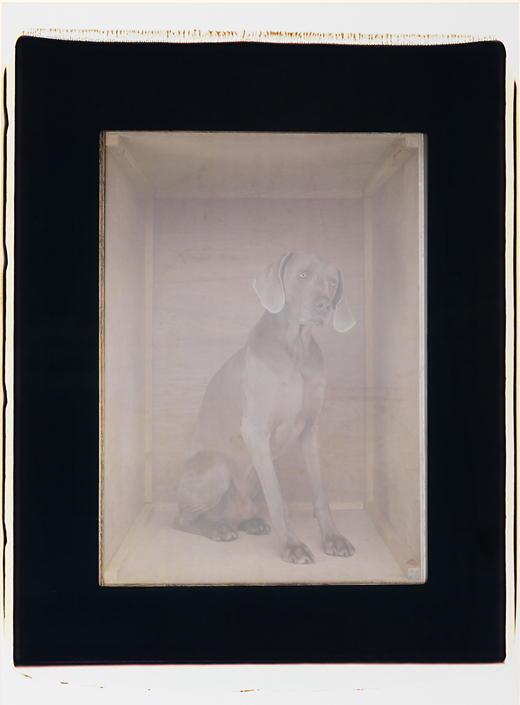 William Wegman - To Kyoto, 2003, color polaroid, 24 by 20 inches