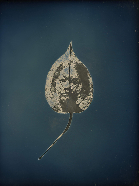 Binh Danh - Untitled #10, from the series, "Aura of Botanical Specimen”, 2017, photogram on daguerreotype, 7 x 5 inches / 11 x 9 inches framed, unique