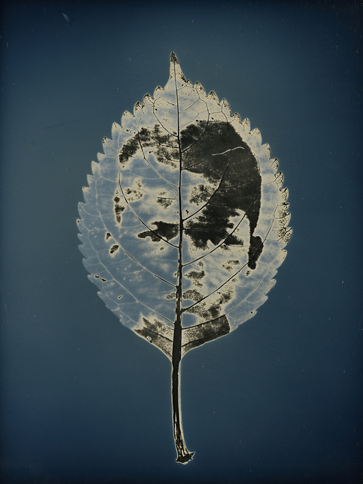 Binh Danh - Untitled #15, from the series, "Aura of Botanical Specimen”, 2017, photogram on daguerreotype, 7 x 5 inches / 11 x 9 inches framed, unique