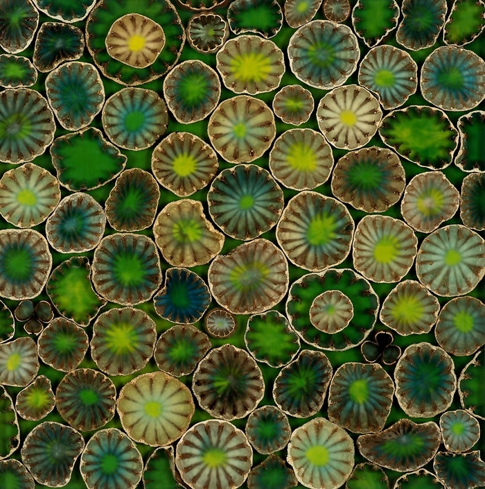 Mayme Kratz - Winter Bloom 4 (SOLD), 2023, resin, poppy pods, hesperaloe seeds on panel, 12" x 12"