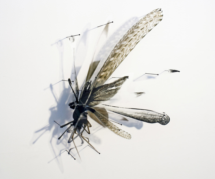 Alan Bur Johnson - Progeny Fig. 2, 2011, photographic transparencies, insect pins, 15 by 18 by 3 inches framed