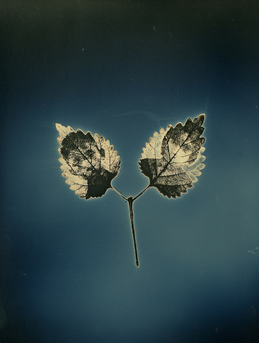 Binh Danh - Untitled #11, from the series, "Aura of Botanical Specimen" (SOLD), 2017, photogram on daguerreotype, 7 by 5 inches / 11.25 by 9.25 inches framed, unique