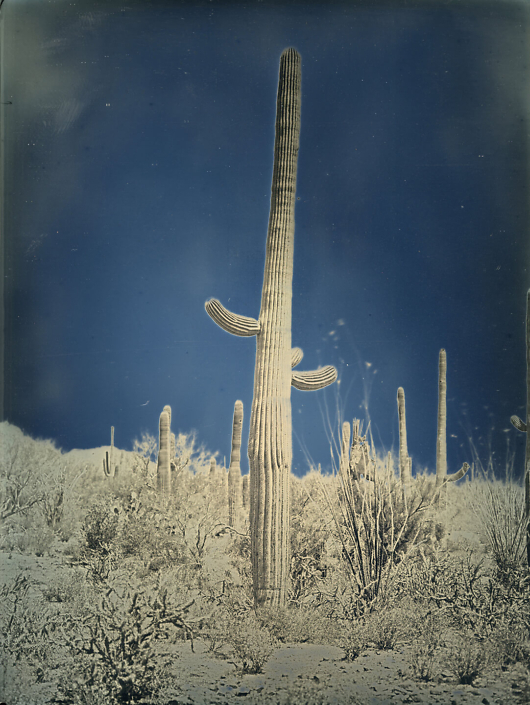 Untitled Cactus #5, Saguaro National Park, Arizona, April 6, 2014