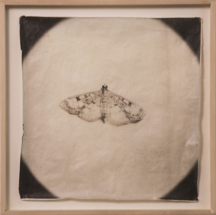 Mike & Doug Starn - Attracted to Light 8, 1996, tea stained sulfur toned hand-coated silver print on Thai mulberry paper, edition of 10, 20 by 20 inches