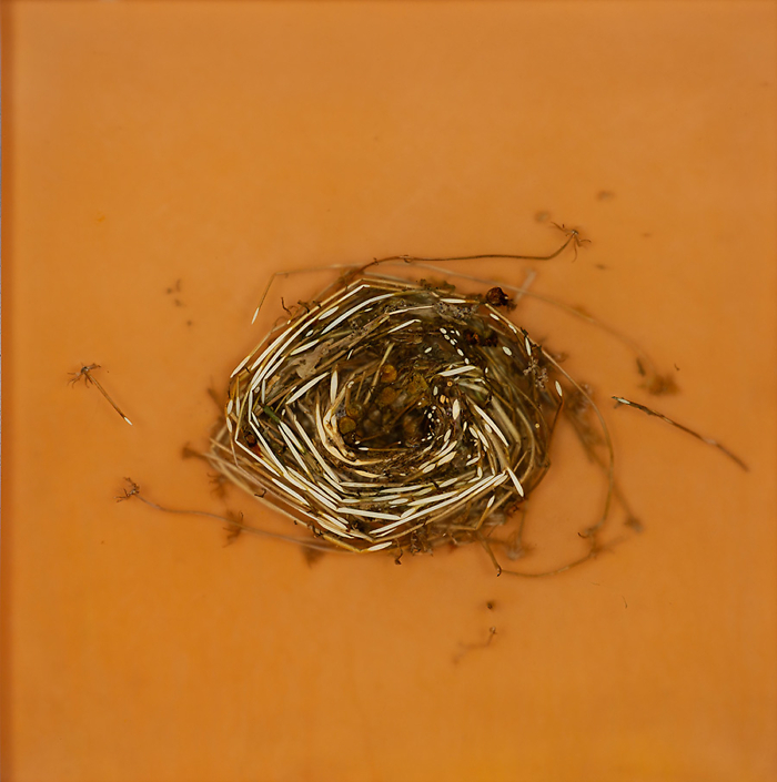 Mayme Kratz - Knot 360, 2022 resin and weeds, wildflower on panel 12" x 12"