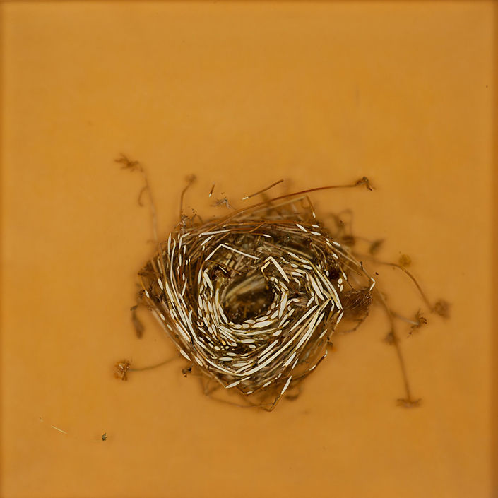 Mayme Kratz - Knot 362, 2022 resin, weeds and wildflower on panel 12" x 12"