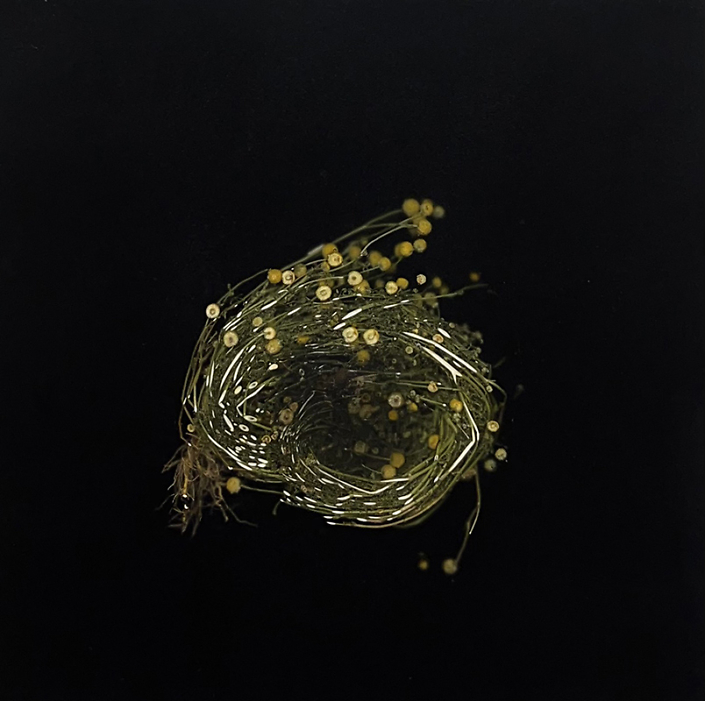 Mayme Kratz - Knot 383 (SOLD), 2023, resin, globe chamomile on panel, 12" x 12"
