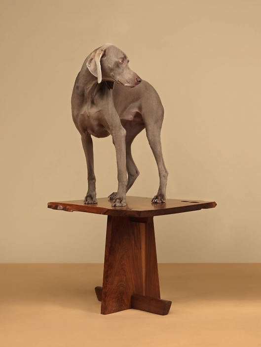 William Wegman - Tabled, 2015, pigment print, 30 by 23 inches or 44 by 34 inches