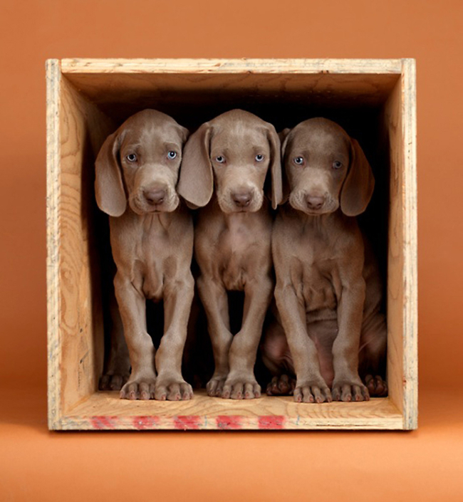 William Wegman - Count Three, 2010, pigment print, 14 by 11 inches