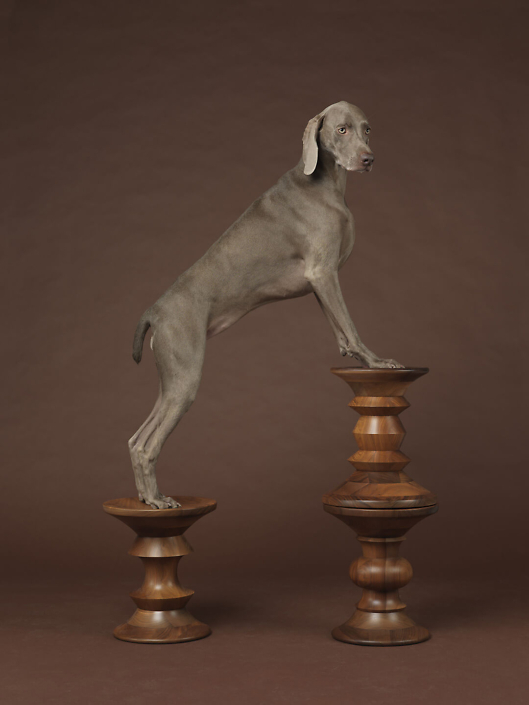 William Wegman - Double Up, 2015, pigment print, 30 by 24 inches or 44 by 34 inches