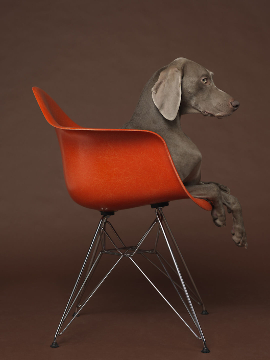 William Wegman - Eames Low, 2015, pigment print, 30 by 24 inches or 44 by 34 inches