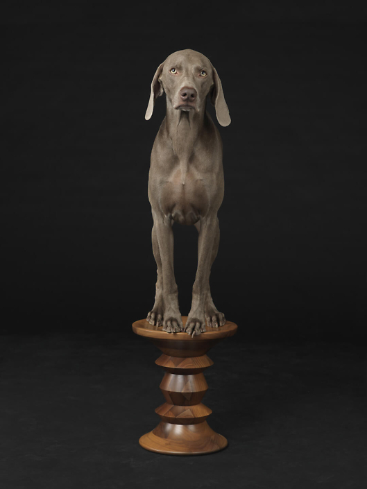 William Wegman - Figured Base, 2015, pigment print, 30 by 24 inches or 44 by 34 inches