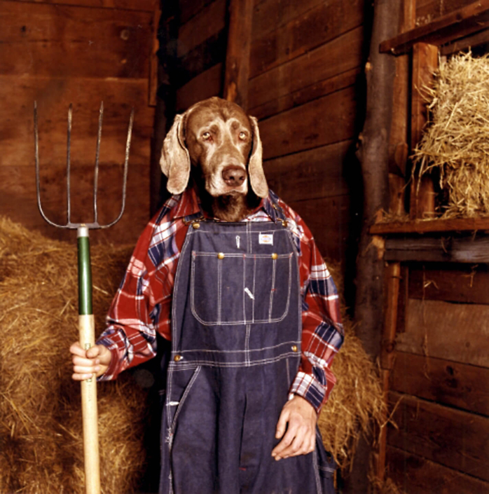 William Wegman - Pitching Hay, 1997, c-print, 10 by 8 inches