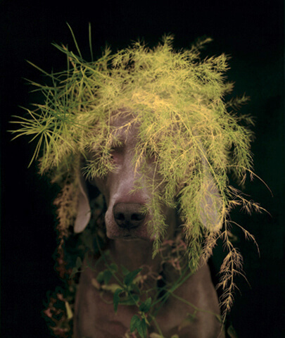 William Wegman - Rousseau, 2003, pigment print, 52 by 42 inches