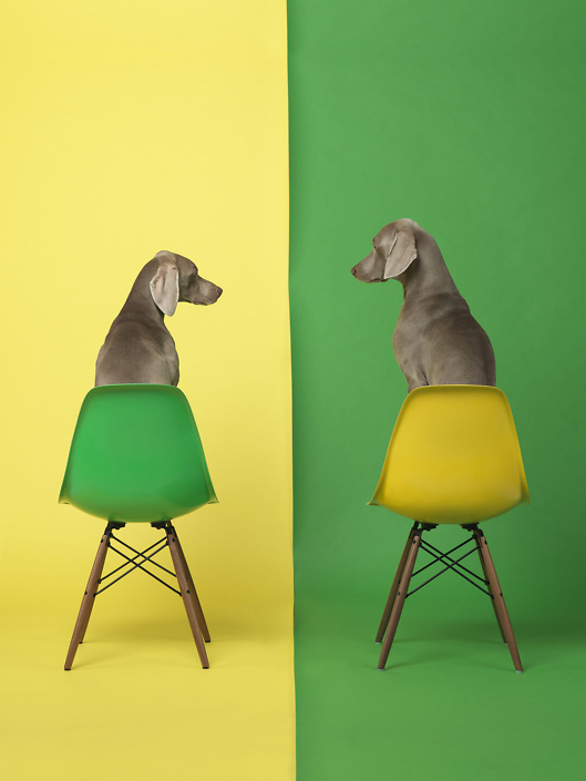 William Wegman - Yellow Two Green, 2015, pigment print, 30 by 24 inches or 44 by 34 inches