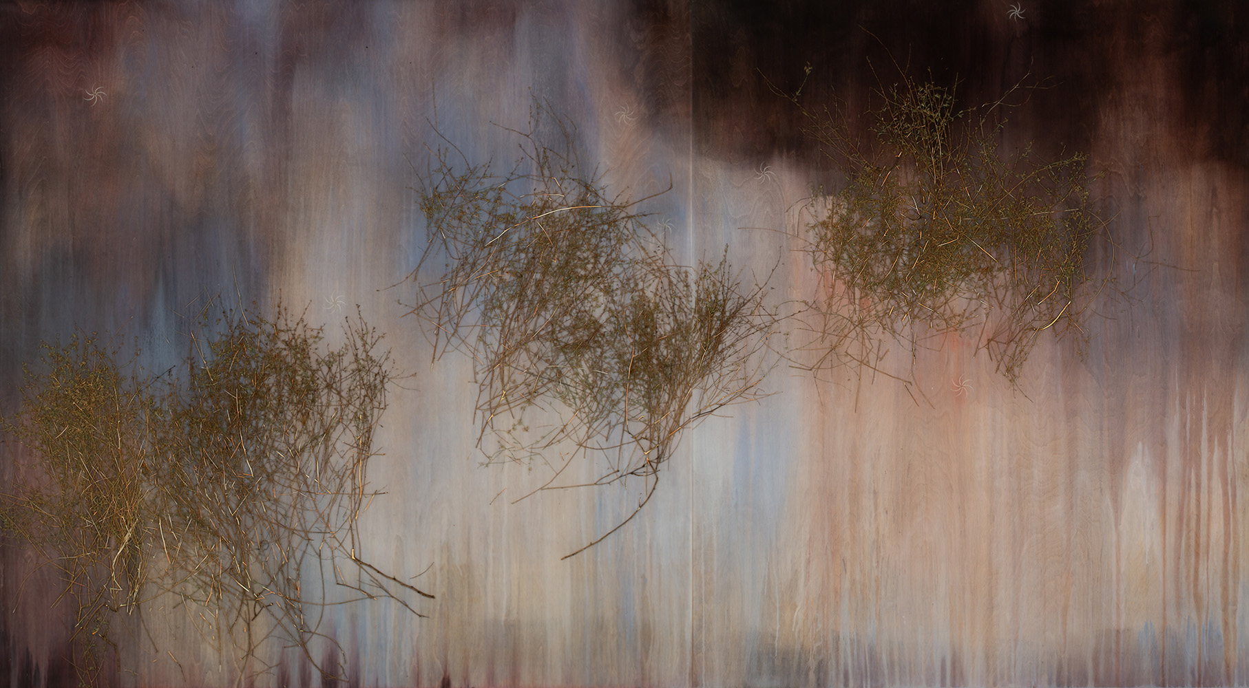 Mayme Kratz - Everything That Rises After the Fire, 2023, resin, San Felipe dyssodia, cicada wings on panel, 60" x 108"