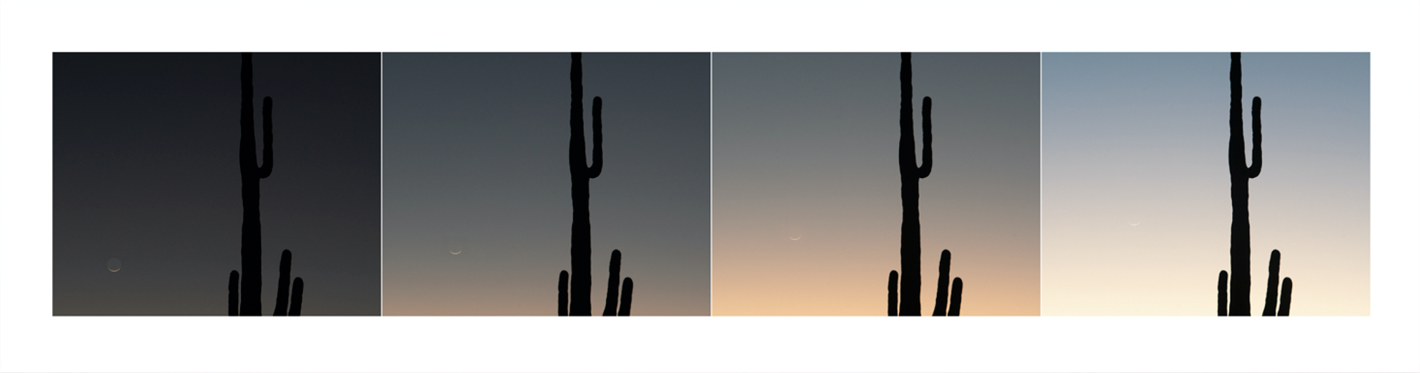 Richard Laugharn - The Sykes Crater Saguaro (CG03 220928), 2022, archival pigment print, 16" x 58.5"