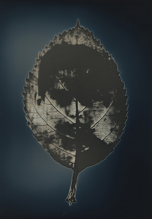 Binh Danh - Untitled #21, from the series, "Aura of Botanical Specimen”, 2023, photogram on daguerreotype, 7 by 5 inches / 11.25 by 9.25 inches framed, unique
