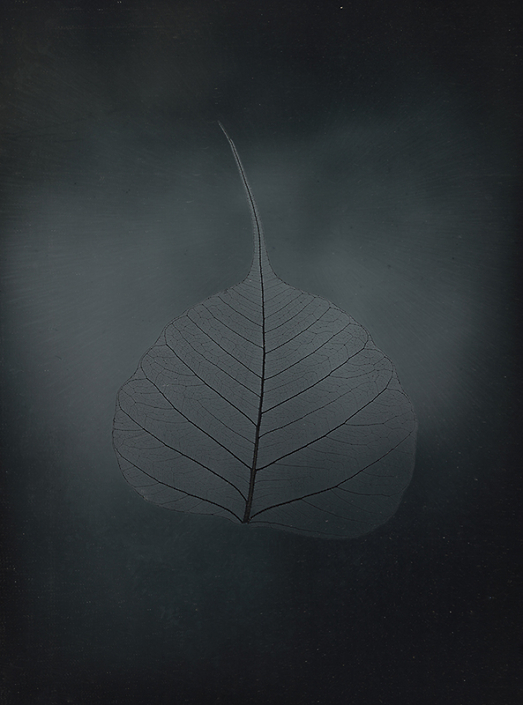 Binh Danh - Untitled Bhodi leaf, from the series, "Aura of Botanical Specimen”, 2023, photogram on daguerreotype, 7 by 5 inches / 11.25 by 9.25 inches framed, unique
