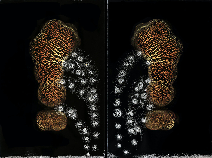 Michael Koerner - The God Cell #0771L - #0832R, 2020, collodion on tin, 12 by 8 inches each