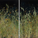 Mayme Kratz - Dark Garden 13 (SOLD), 2024, resin and wildflowers on panel, 30 x 48.5"